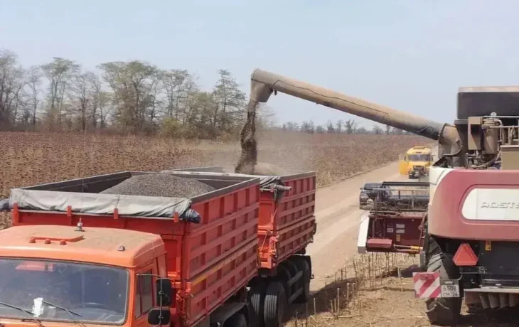 На Ставрополье настала очередь уборки подсолнечника На Ставрополье настала очередь уборки подсолнечника