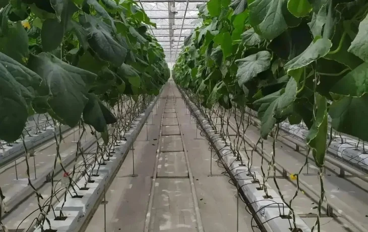 Тепличные комплексы Ставрополья увеличили производство овощей на 7%