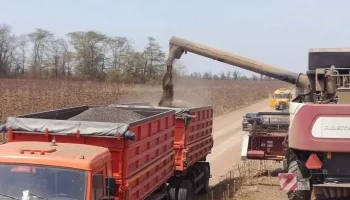 ​На Ставрополье настала очередь уборки подсолнечника